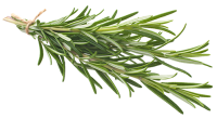 rosemary-200x110-1